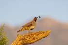 Gambels Quail male-Pima County-Arizona Art Print